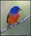 _B217709 painted bunting
